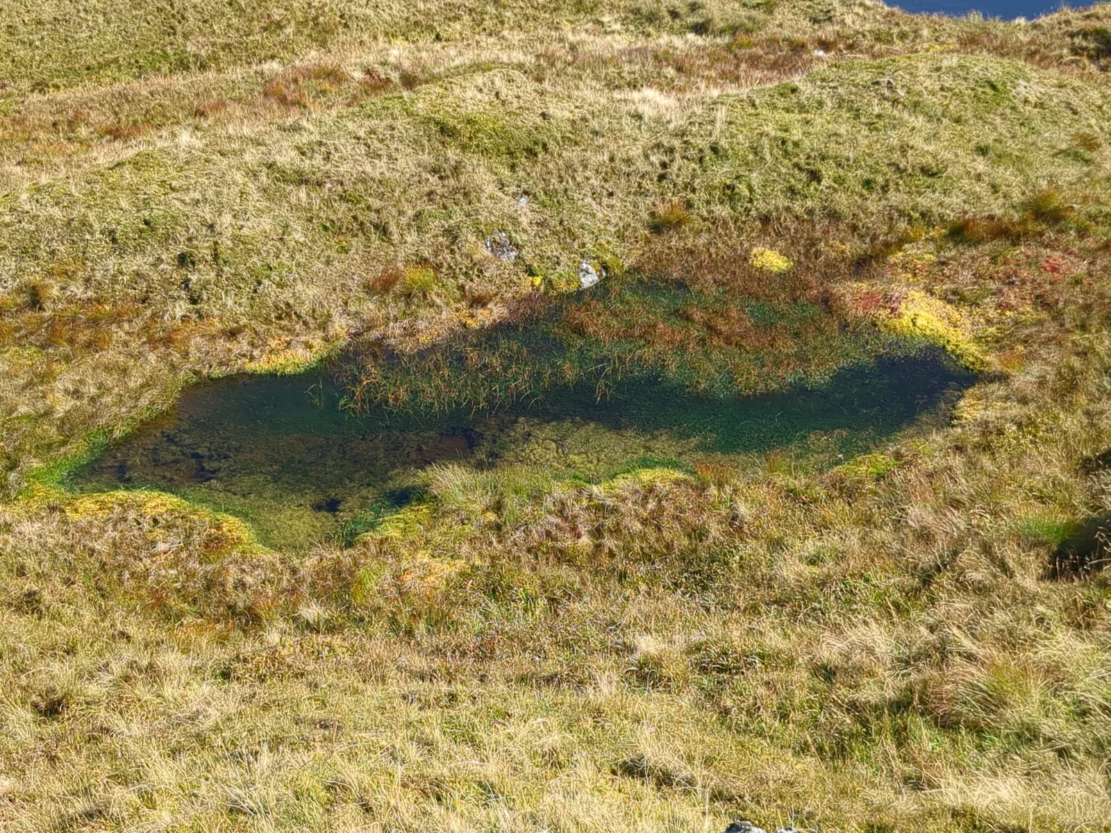 Primordial bog sludge