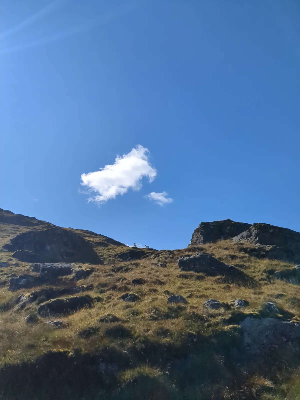 Majestic sheep