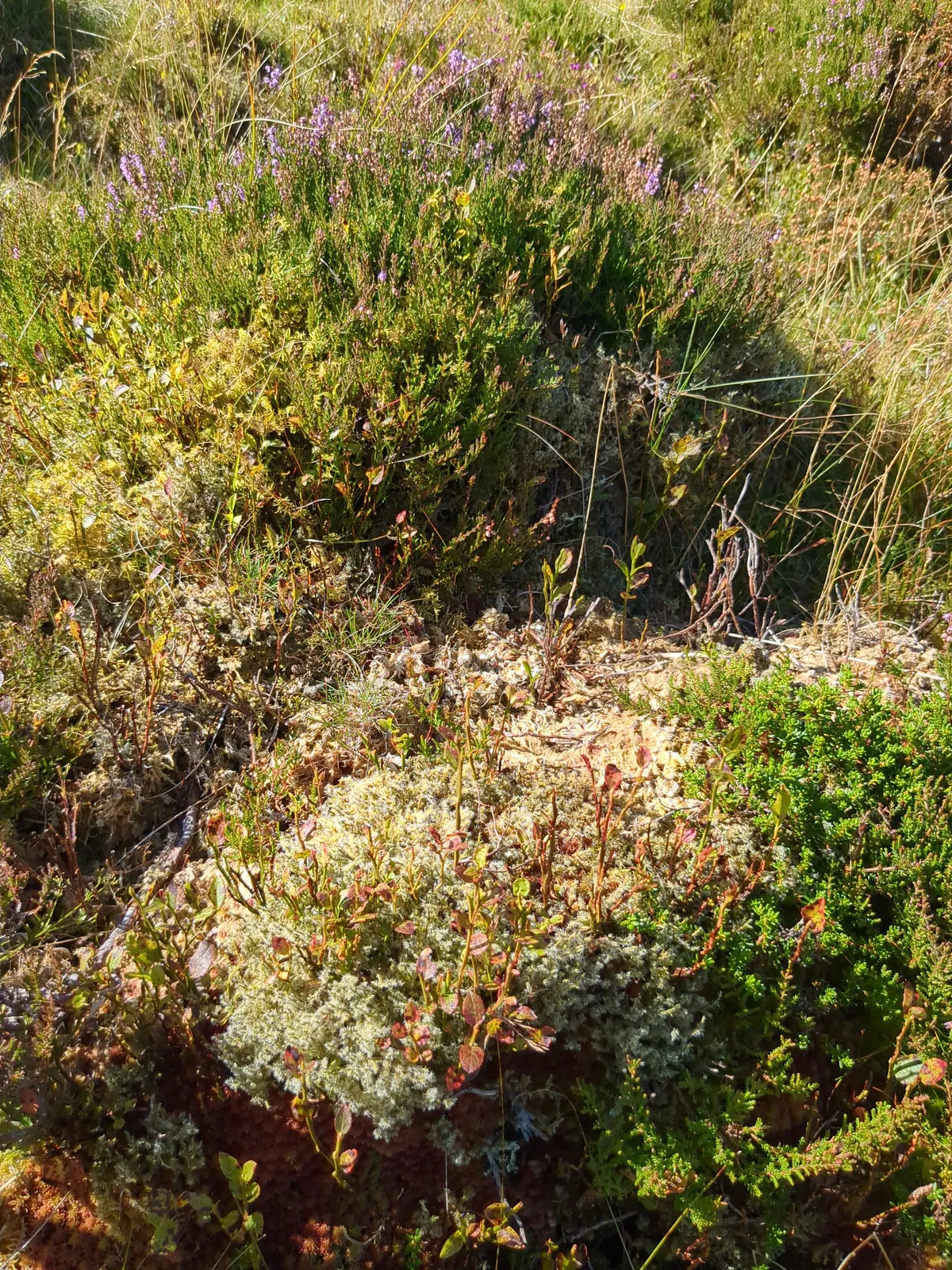 Nice licheny heather type stuff